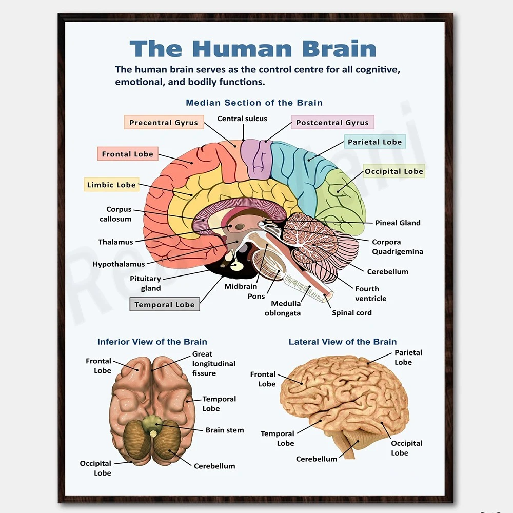 Educational Human Anatomy Poster