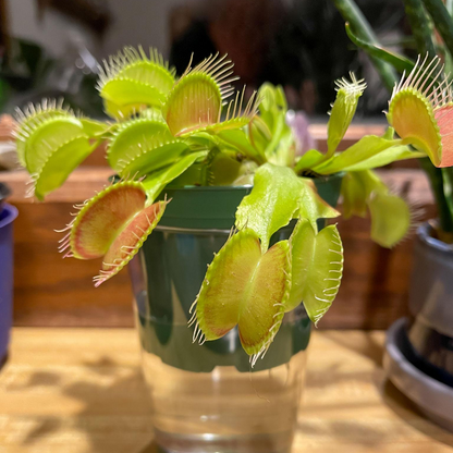 Venus Flytrap Seeds