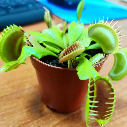 Venus Flytrap Seeds