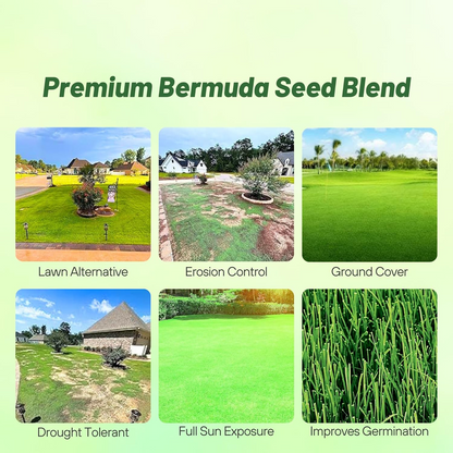 7 Days Germination🌱 Evergreen Dwarf Grass for Four Seasons