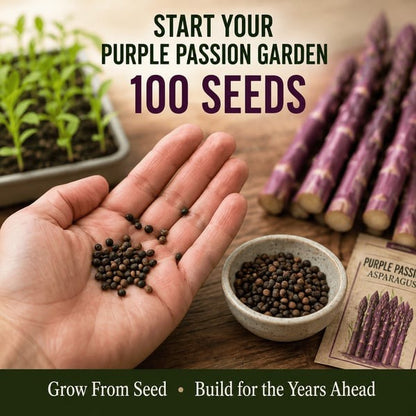 🌱Purple Passion Asparagus Plants