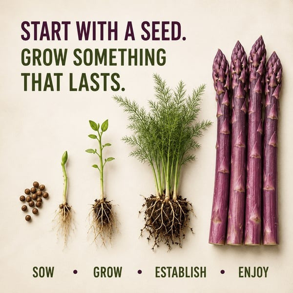 🌱Purple Passion Asparagus Plants