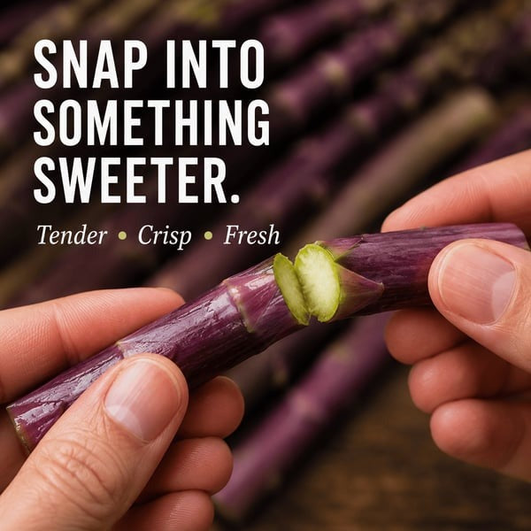 🌱Purple Passion Asparagus Plants