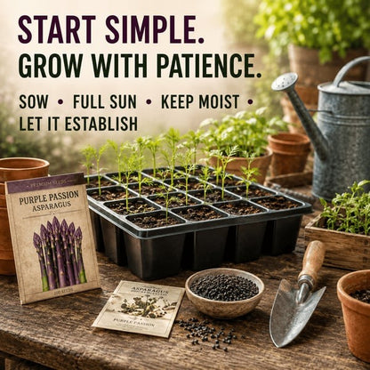 🌱Purple Passion Asparagus Plants
