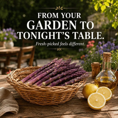🌱Purple Passion Asparagus Plants