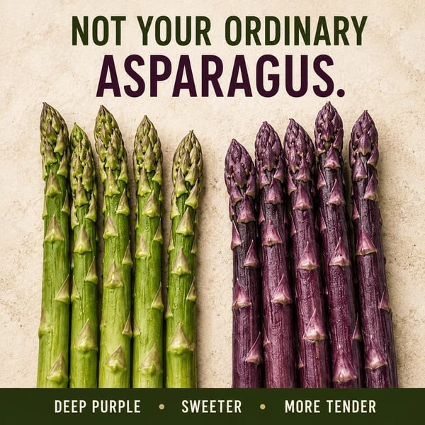 🌱Purple Passion Asparagus Plants