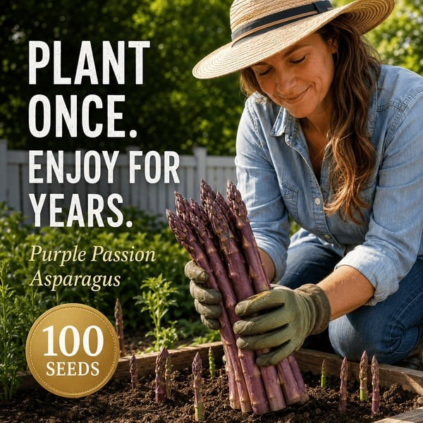🌱Purple Passion Asparagus Plants