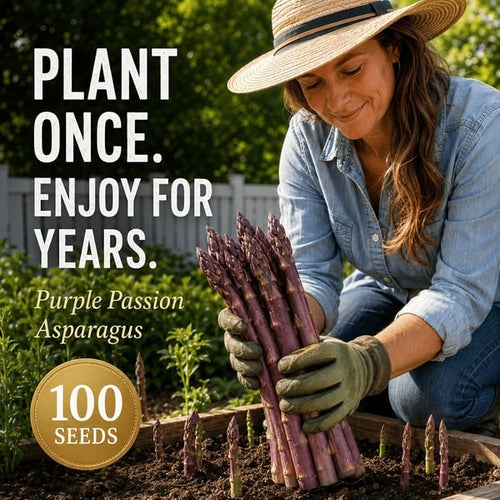 🌱Purple Passion Asparagus Plants