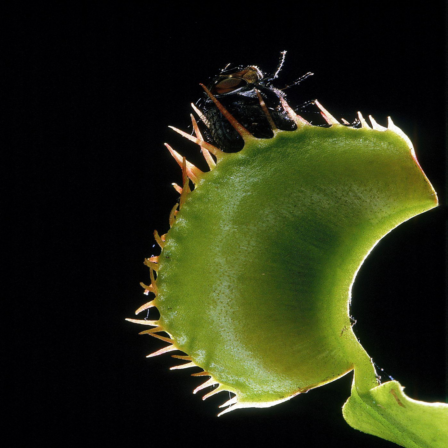 Venus Flytrap Seeds