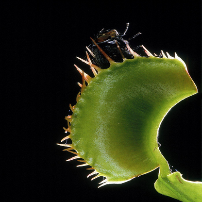 Venus Flytrap Seeds