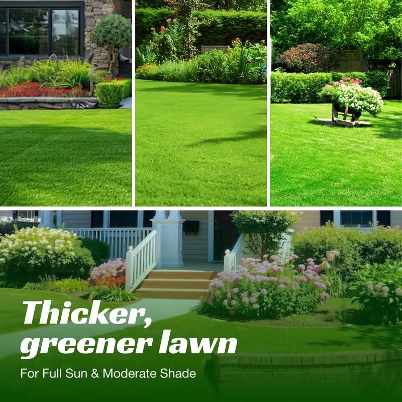 7 Days Germination🌱 Evergreen Dwarf Grass for Four Seasons