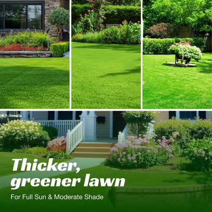 7 Days Germination🌱 Evergreen Dwarf Grass for Four Seasons