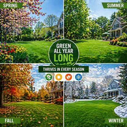 7 Days Germination🌱 Evergreen Dwarf Grass for Four Seasons