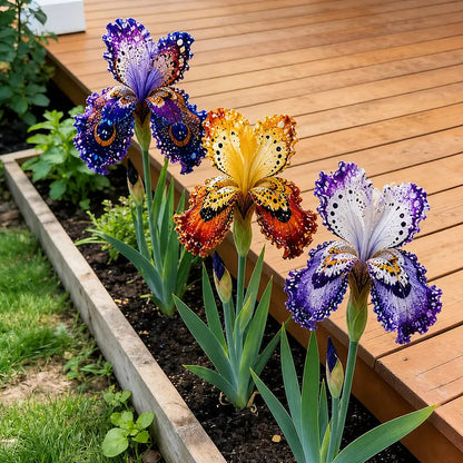 🦋Butterfly Iris - ✨Grow Your Magical Garden Showstopper
