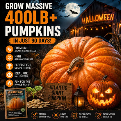 🎃 Grow Your Own Giant Pumpkins – Atlantic Giant Heirloom Seeds