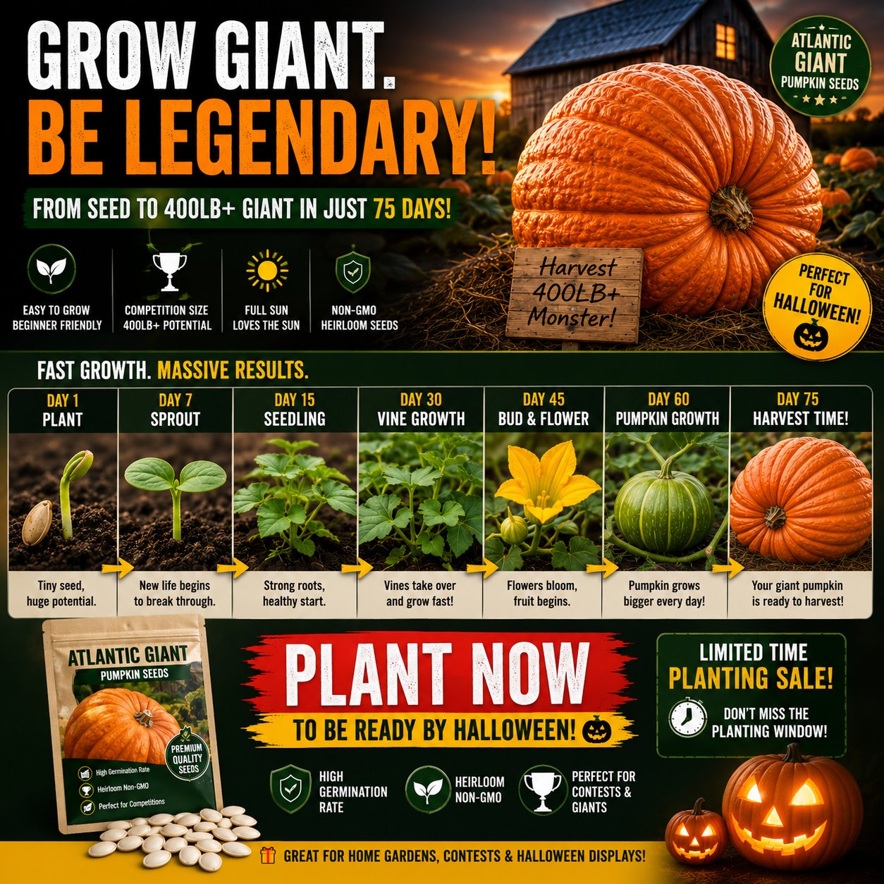 🎃 Grow Your Own Giant Pumpkins – Atlantic Giant Heirloom Seeds