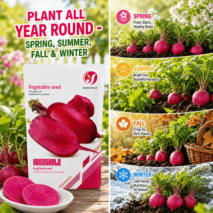 🌱 Pineapple Radish Seeds | Sweet Red-Skinned, Red-Fleshed Crunchy Radish for Home Gardens
