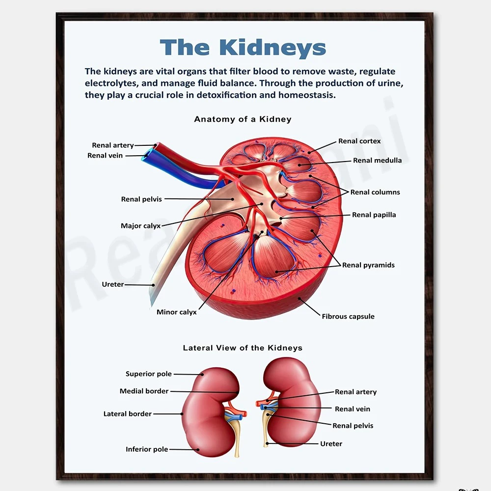 Educational Human Anatomy Poster