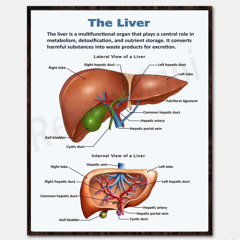 Educational Human Anatomy Poster