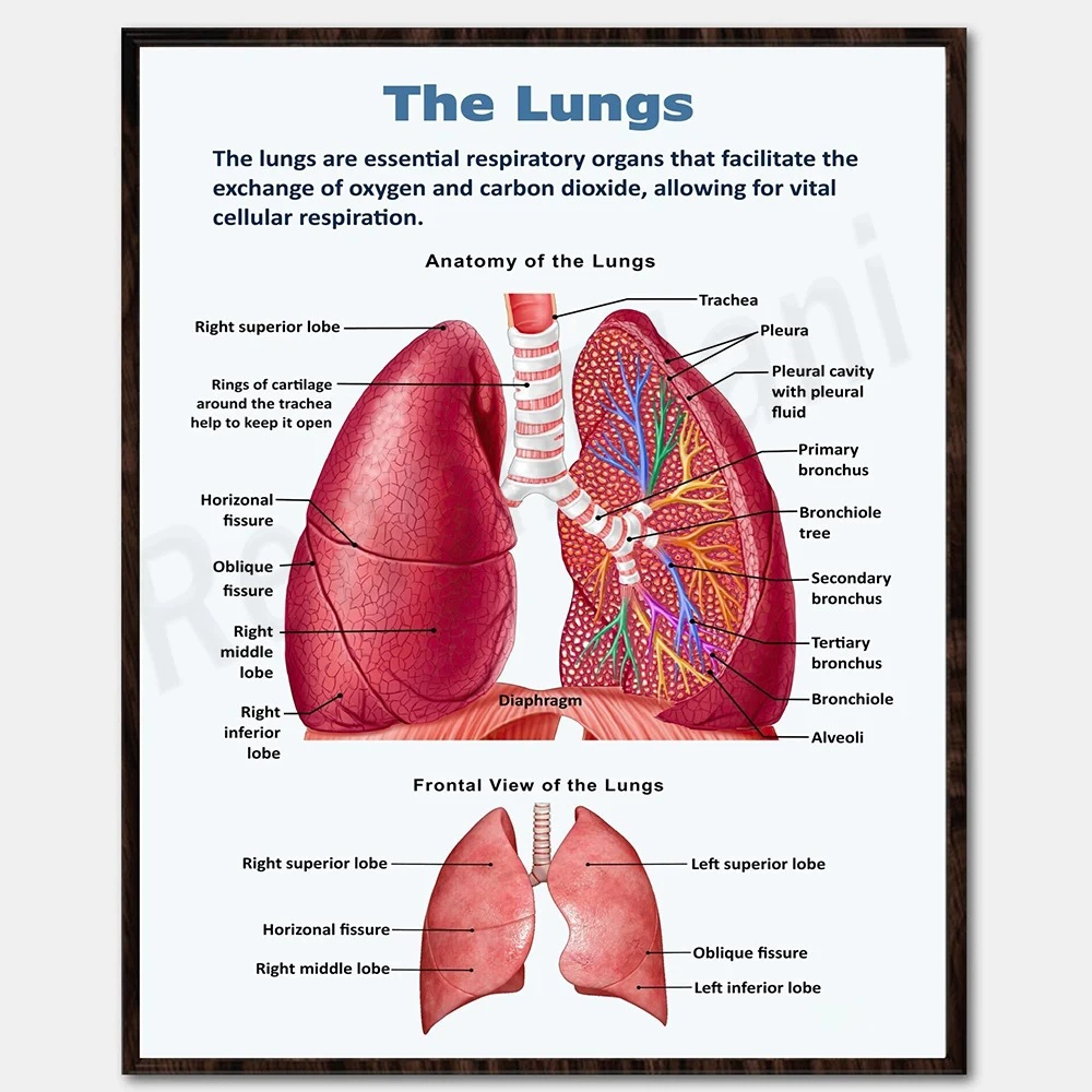 Educational Human Anatomy Poster
