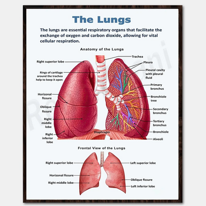 Educational Human Anatomy Poster