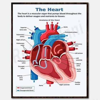 Educational Human Anatomy Poster