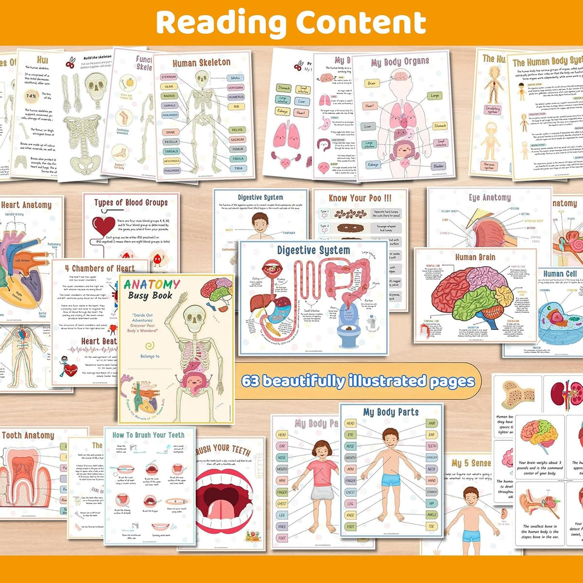 Interactive Anatomy Busy Book