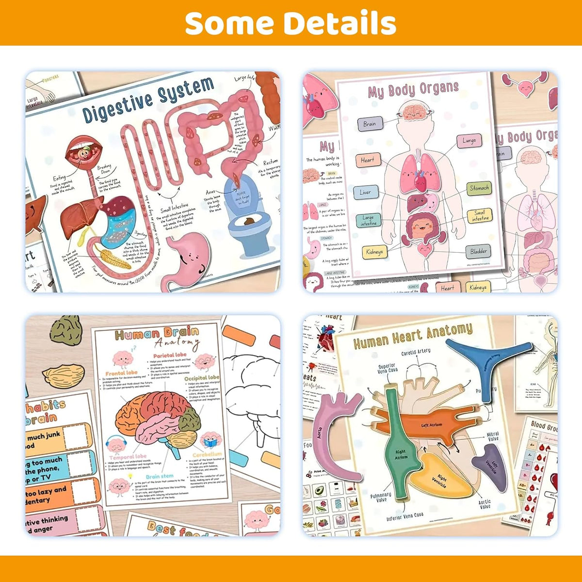 Interactive Anatomy Busy Book