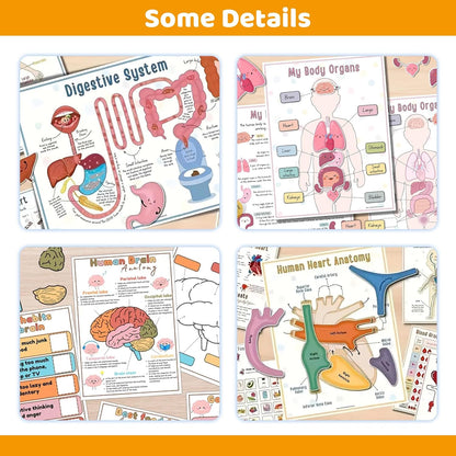 Interactive Anatomy Busy Book