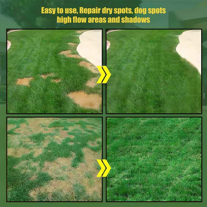 7 Days Germination🌱 Evergreen Dwarf Grass for Four Seasons