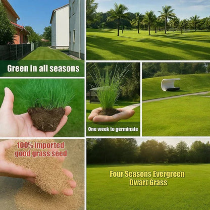 7 Days Germination🌱 Evergreen Dwarf Grass for Four Seasons