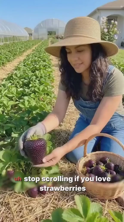 Giant Black Diamond Strawberries Seeds - Sweet,Nutrient-Rich & Easy to Grow at Home