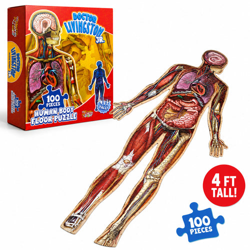 🧩 Human Anatomy Puzzle for Kids