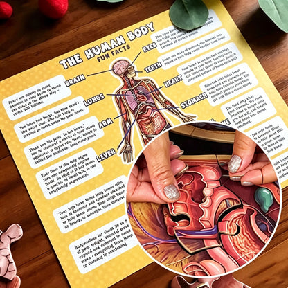 🧩 Human Anatomy Puzzle for Kids