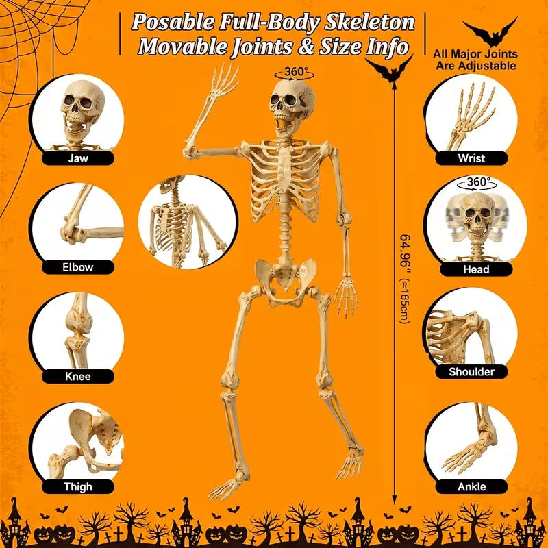 🦀💀 Full-Body Posable White Plastic Human Skeleton Suitable for Halloween