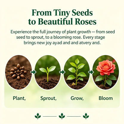 🌹  Mixed Rose Seeds – Bring More Beauty to Your Garden