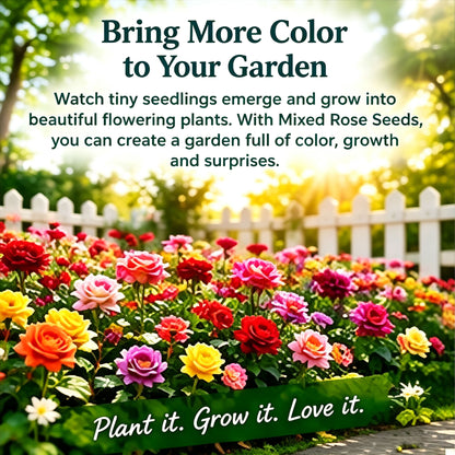 🌹  Mixed Rose Seeds – Bring More Beauty to Your Garden